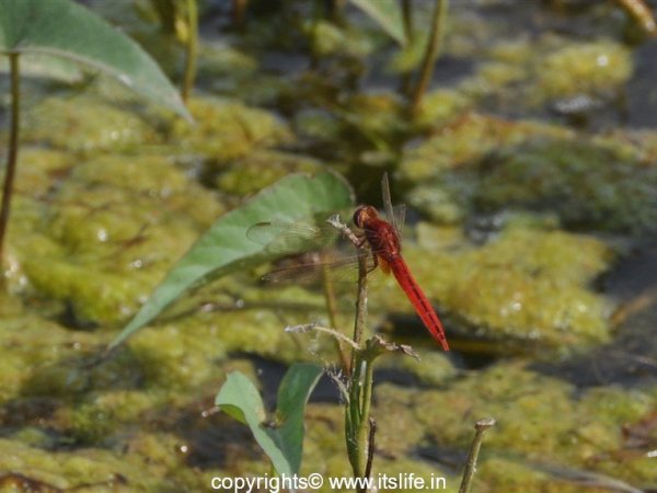 Red Damselfly