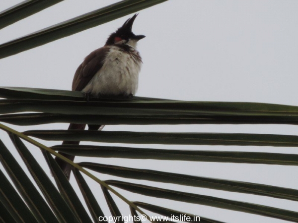 Red Whiskered Bulbul