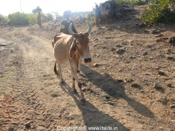 Cow in Rajasthan