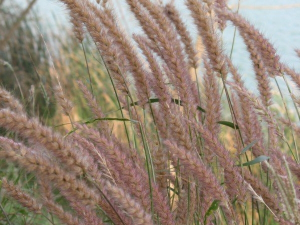 Grass Flowers