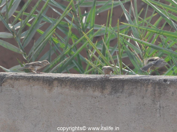 World Sparrow Day