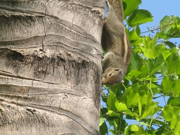 Squirrel on a coconut tree