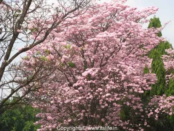 Tabebuia Rosea