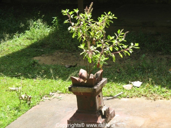 Tulasi Katte - Holy Basil Plant