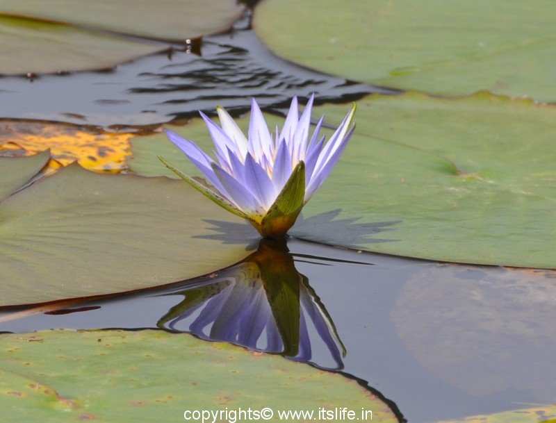 Blue Lily, Water Lilies, Gardening, Water Flowering Plants