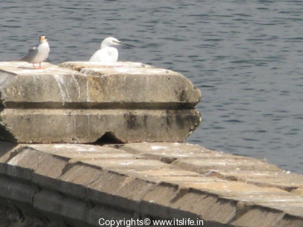 Gopalakrishna Temple, Kannambadi