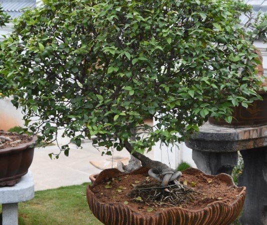 Bonsai Garden Mysore