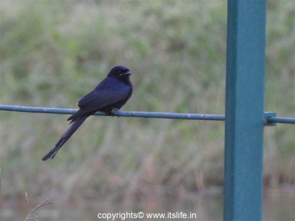 travel-mysore-lingambudhi-lake-1