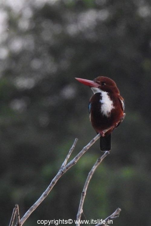 travel-mysore-lingambudhi-lake-11