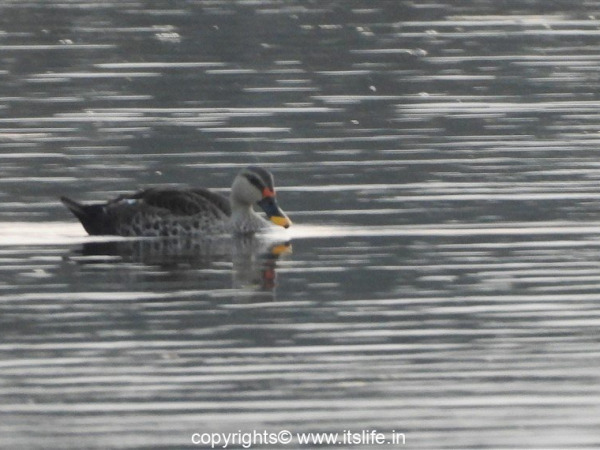 travel-mysore-lingambudhi-lake-14