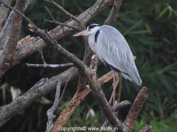 travel-mysore-lingambudhi-lake-15