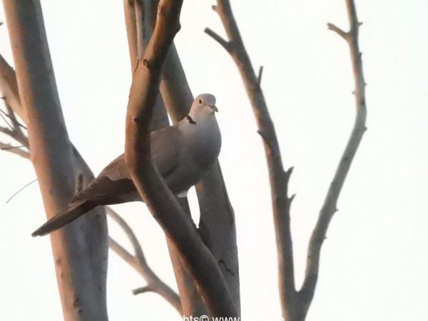 travel-mysore-lingambudhi-lake-7