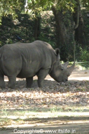 Rhino - Mysore Zoo