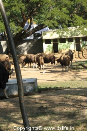 Gaur - Mysore Zoo