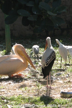 Pelicans and Painted Storks