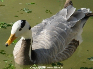 Bar Headed Geese - Mysore Zoo