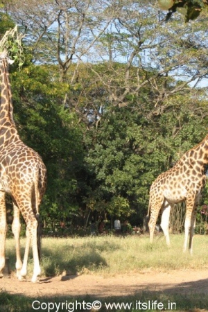 Giraffe - Mysore Zoo