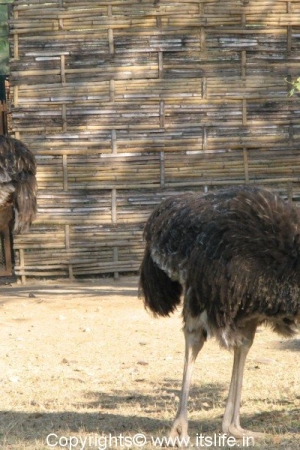Ostrich - Mysore Zoo
