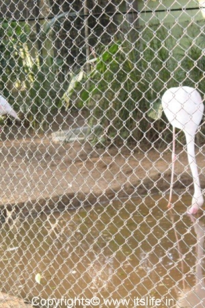 Flamingoes - Mysore Zoo