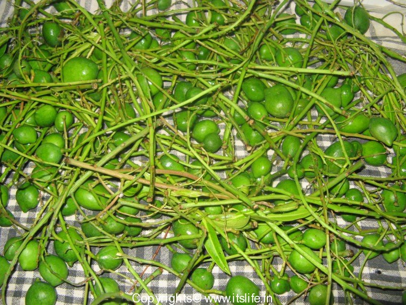 Midi Uppinakayi | Tender Mango Pickle | Appe Midi | Mango Pickle