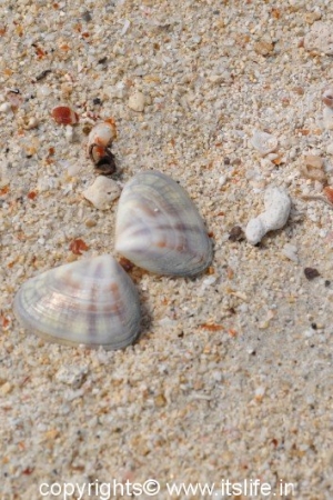 Vijaynagar Beach, Havelock Island