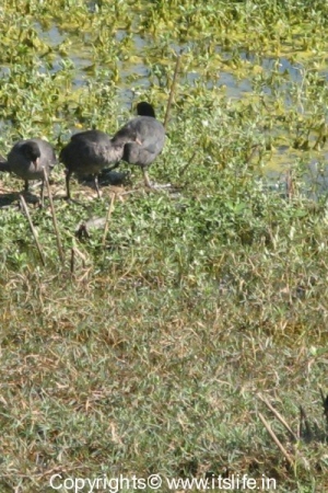 Common Coot with young ones