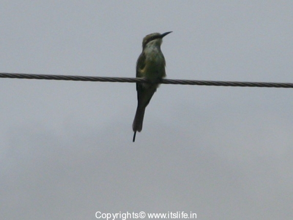 Small Bee Eater