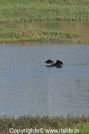 Large Cormorant and Grebe