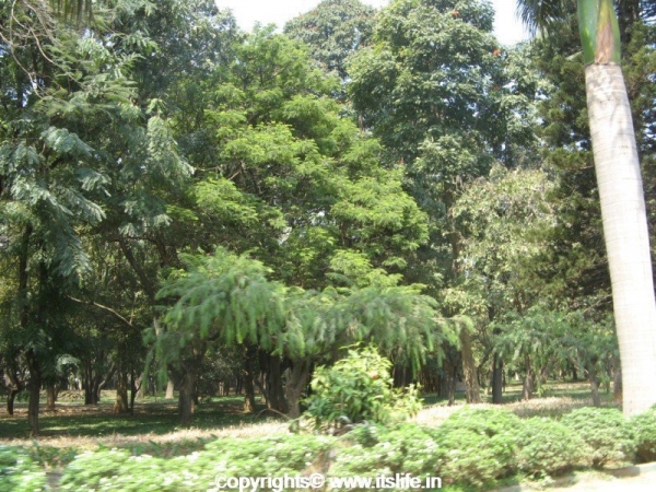 Cubbon Park - Bangalore