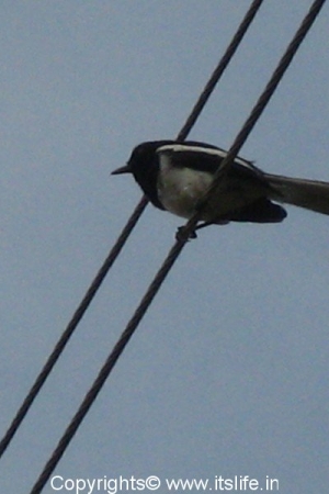 manchibale-cuckoo-shrike