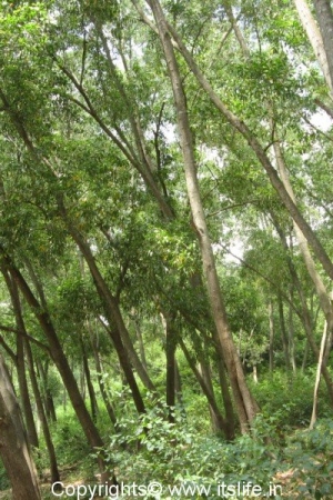 Muthyala Maduvu Forest