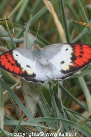 Ramadevara Betta - Orange Tip Butterfly