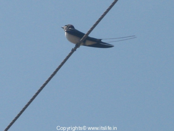 Wire tailed Swallows
