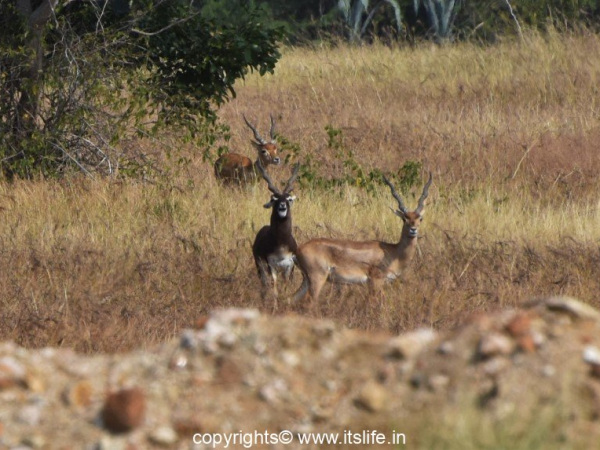 Jayamangali Blackbuck Reserve