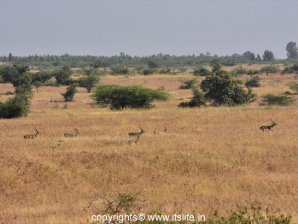 Jayamangali Blackbuck Reserve
