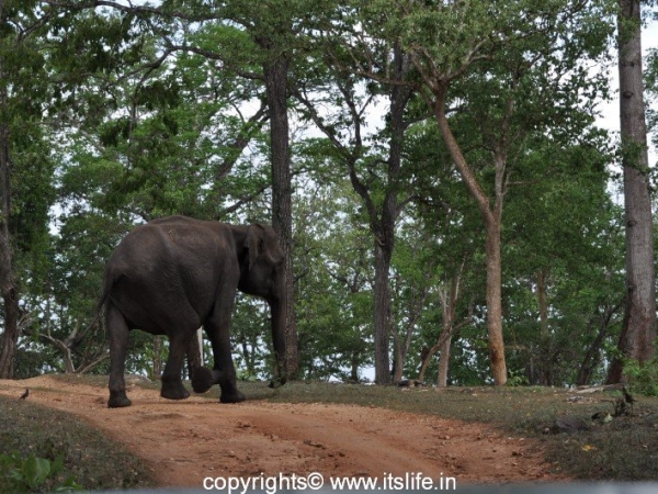 Kabini - Elephant
