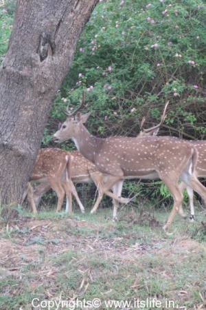 Deer - Bandipur