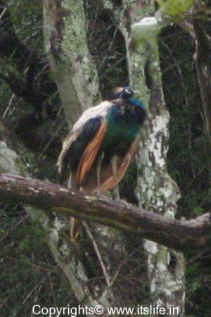 Peacock - Bandipur