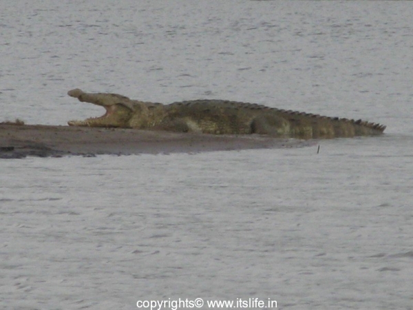 Kabini - Crocodile