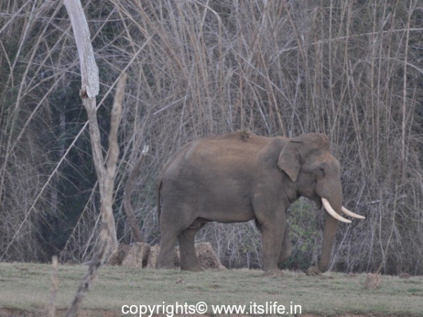 Kabini - Elephant