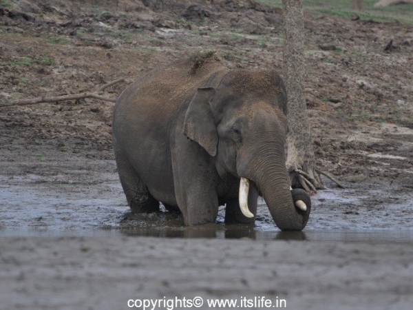 Kabini - Elephant in river