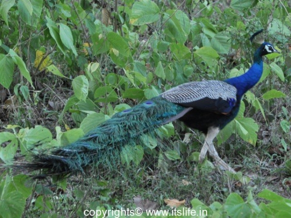 Peacock - Kabini