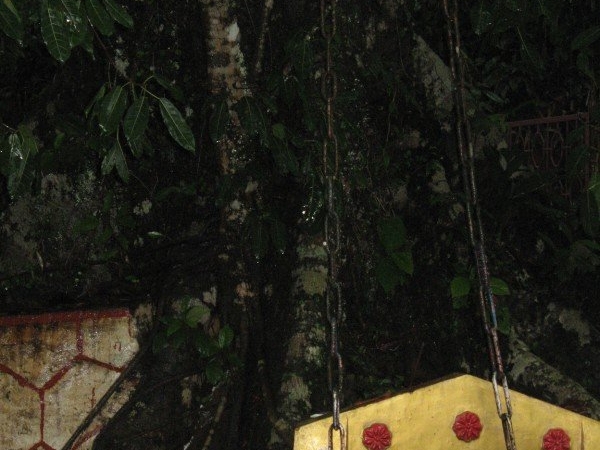Chain Tree, Wayanad, Kerala