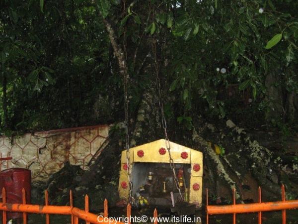 Chain Tree, Wayanad, Kerala