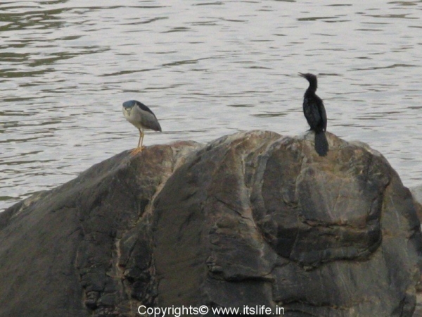 Pond Heron and Little Cormorant