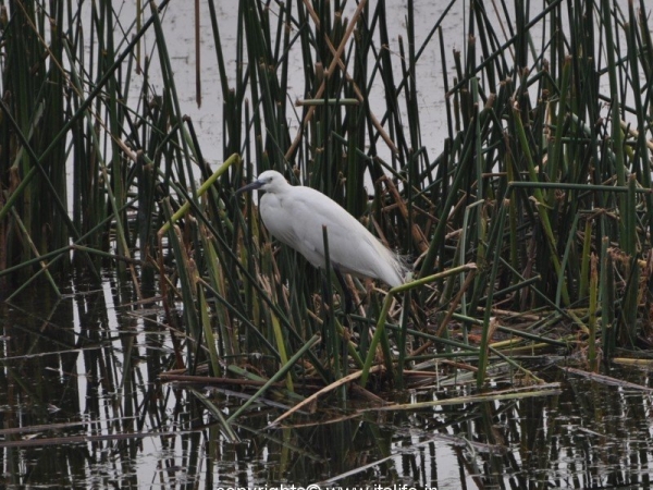 Large Egret