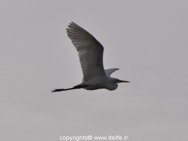 Large Egret