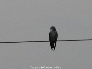 Black Shouldered Kite