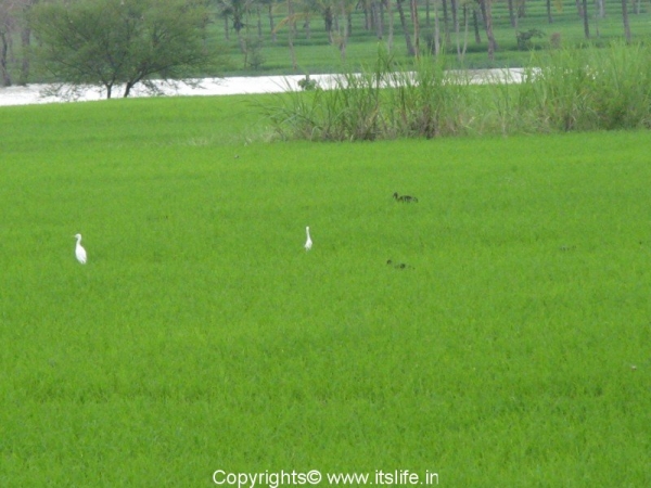 travel-krnagar-egret-glossy-ibis
