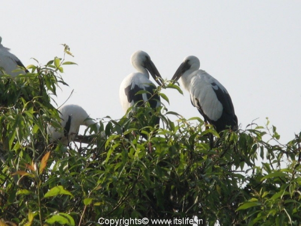 Open Bill Storks - Ranganathittu
